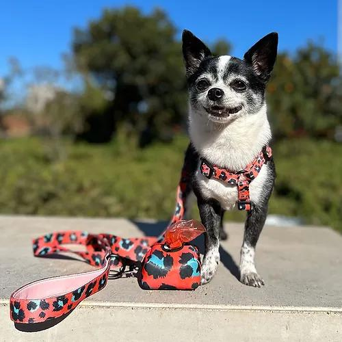 Pet Lounge Wild  Coral Leopard Correa  para Perro